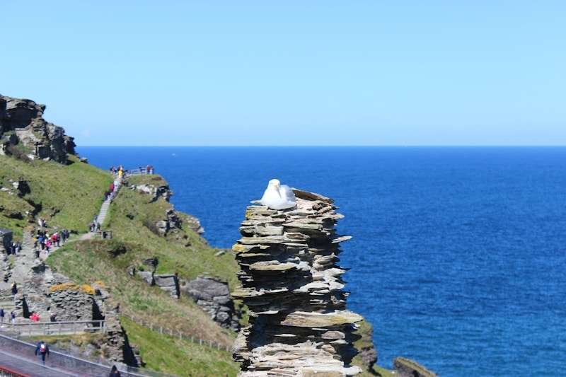 a large rock cliff with a large white bird on it by a body of water Tintagel Castle Cornwall United Kingdom